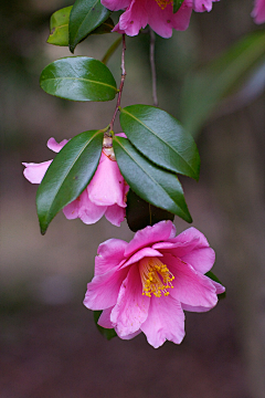 渺颜采集到鲜花