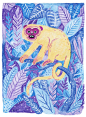 APE OF THE AMAZON : APE OF THE AMAZON© 2018, Kirsten Rothbart