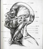 [转载]艺用人体解剖