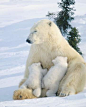 Polar bear nursing her cubs