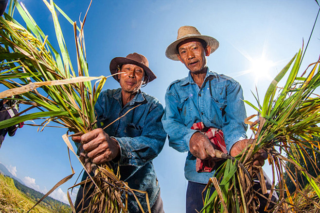 收割稻谷的农民高清摄影图片 - 素材中国...