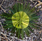 Andy Goldsworthy: 