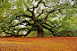 1500 year old 'Angel Oak' in Charleston, South Carolina