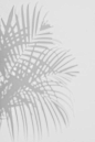 阴影棕榈叶在白色的墙上照片素材-图片ID：134392037