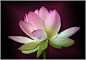 SACRED LOTUS 10 by ~THOM-B-FOTO on deviantART 荷花。