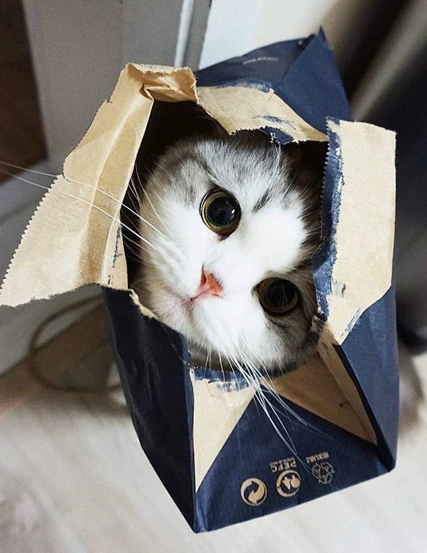 爱钻盒子的大脸猫