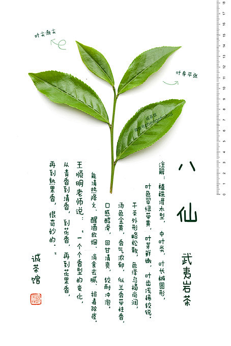 武夷岩茶 · 八仙