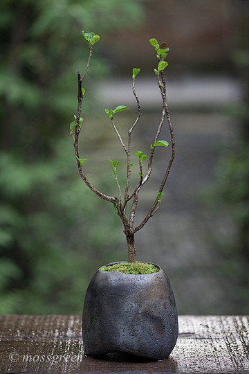 (2)苔青_新浪博客