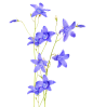 蓝风铃，花，紫花，花瓣