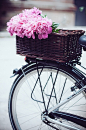 Pink peonies in bicycle basket.