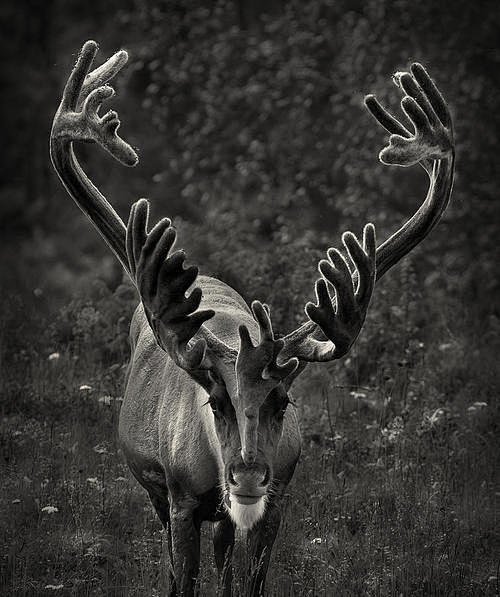 Reindeer Bull


phot...