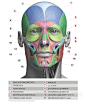 xlarge-Head-neck-Anatomy-features-441