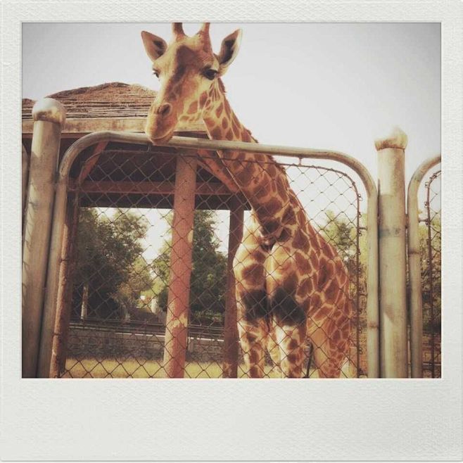 giraffe