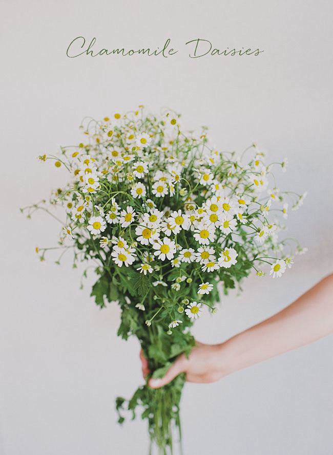 chamomile daisies