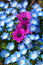 ~~3 pcs ~ anemone and baby blue eyes by Sky-Genta~~