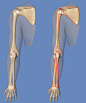 势必攻下——关于手臂结构的解析。手臂结构 人体肌肉 人体机构 手臂前后 