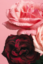 vertical-delicate-roses-with-dewy-petals_181624-38040.jpg (1345×2000)