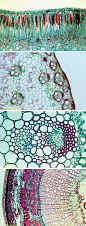 Microscopic plant cells. It all comes down to patterns.: 