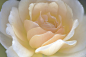 Photograph Intimate rose # 2 