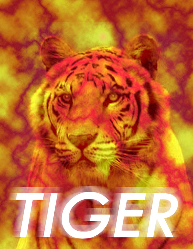 tiger