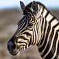 Zebra, captured in Etosha National Park in Namibia by Wilfried Klein on 500px