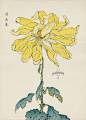 from Art of the Japanese Chrysanthemum