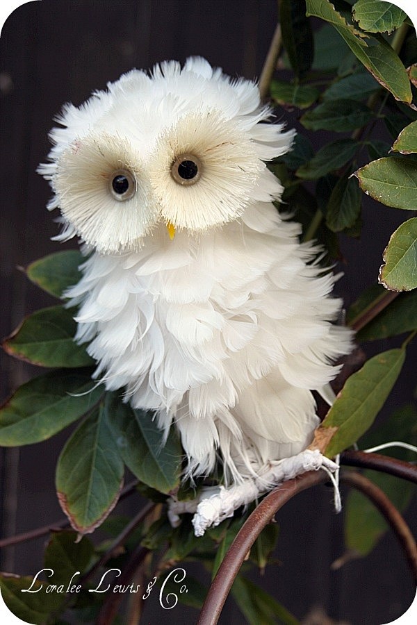 White owl