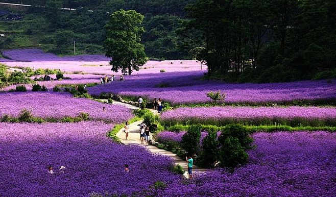 贵州荔波 花期：5月—8月