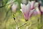 Flower Photograph - Magnolia by Nailia Schwarz