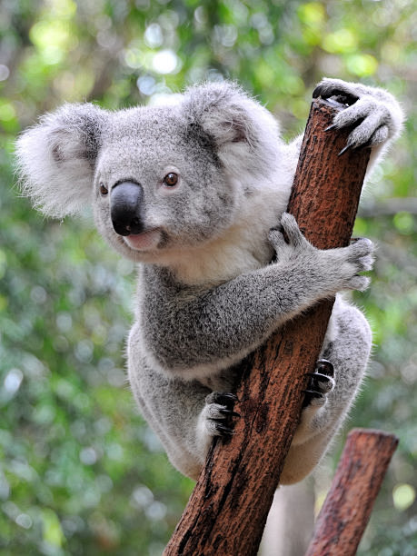 树袋熊,澳大利亚,特写,垂直画幅,灰色,...