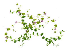 木森鸟采集到花花花花花花