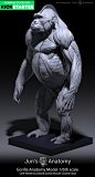 ArtStation - Gorilla Anatomy Models, Jun Huang