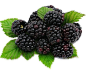 Health Benefits of Blackberry | Organic Facts