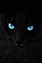 黑猫之眼。