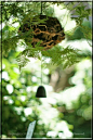钓忍釣りしのぶ - ：日本Davallia mariesii（松鼠的脚蕨）将球吊带/不带风铃。 夏天在日本，这是一个特征场景。