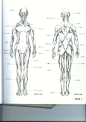 百度图片搜索_艺用人体解剖的搜索结果