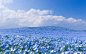 位于日本的日立海滨公园，每年4月的时候这里都会变成花的海洋。
喜林草Nemophila menziesii（ 粉蝶花，幌菊）英文名：baby blue eyes，所以又叫婴眼花，像白种人婴儿的蓝眼睛。除了日本，美国加州也很多，全日照尽情晒，不耐零下低温。
