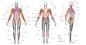 男人体三视图-肌肉内容