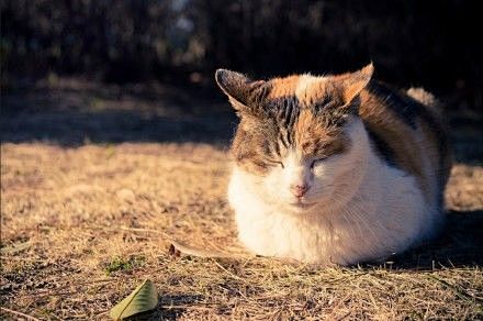 瞌睡,晒太阳,肥猫,睡姿,打瞌睡 #喵星...