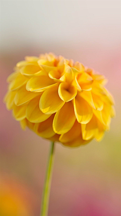 娜时花开❀采集到花。开时♥