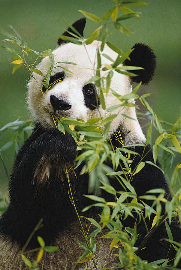 Giant Panda Eating B...