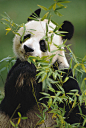 Giant Panda Eating Bamboo Photograph