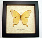 Papilio Nobilis Real Rare Swallowtail Butterfly 8029
Species: Papilio Nobilis Crippsiannus
Origin: Uganda
Frame size 6 1/2” x 6 1/2” 
Rare and beautiful this light yellow swallowtail is very unusual.
Price $69.99

