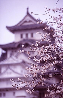 骜雪ル采集到❀如此美景