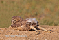 穴小鸮在……晒屁股？

英文名：Burrowing Owl
学名：Athene cunicularia
图片作者：Rob Palmer 