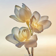 写实采集到花花草草