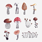 卡通蘑菇png免抠素材_新图网 https://ixintu.com 手绘蘑菇 红蘑菇 毒蘑菇 蘑菇插画 小蘑菇