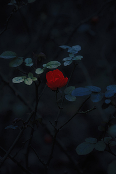 夏朵☂采集到我的孤独是一座花园