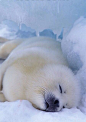 sleepy seal.#萌#