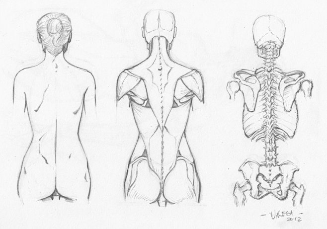 Random anatomy sketc...